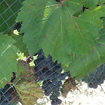 P44Winery (2)