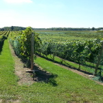 P44Winery (3)